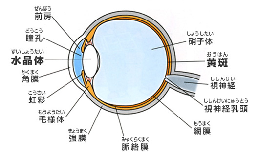 水晶体