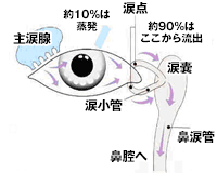 コンタクトレンズ